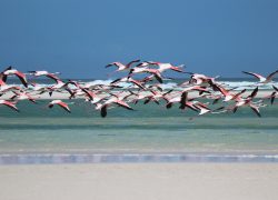 flamingo-1899458_1280